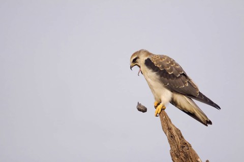 Black-winged kite