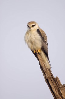 Black-winged kite
