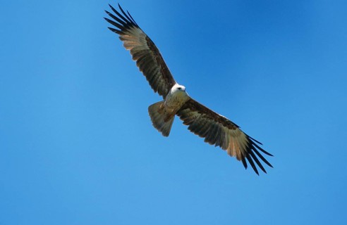 Brahminy kite