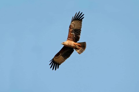 Brahminy kite