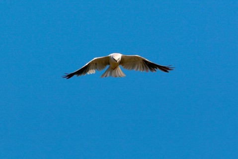 Australian Black-shouldered Kite