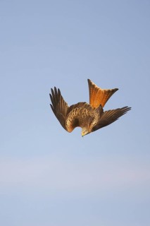 Red Kite