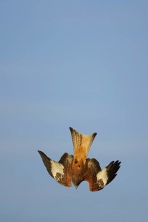 Red Kite