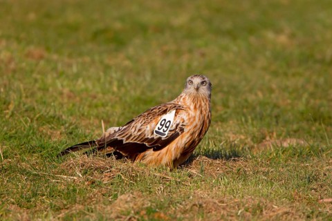 Red kite