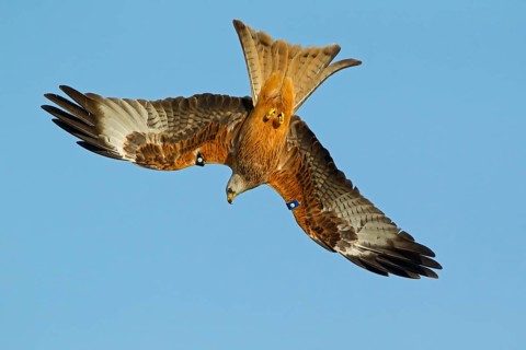 Red kite