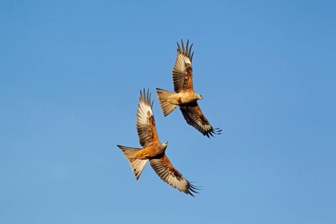 Red kite