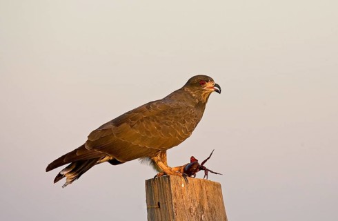 Snail Kite