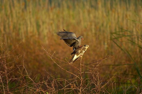 Snail Kite