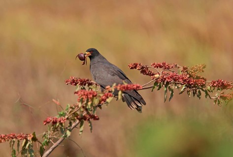 Snail Kite