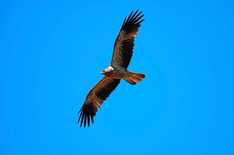 Whistling Kite