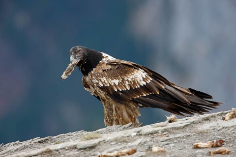 Bearded vulture