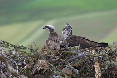 Western osprey