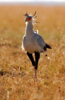 Secretary bird