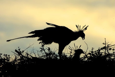 Secretary bird