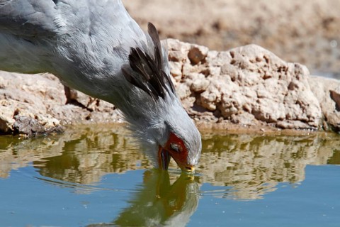 Secretary bird