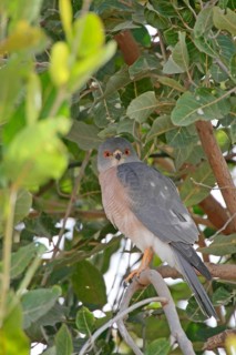 Shikra