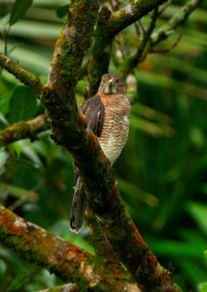 Shikra