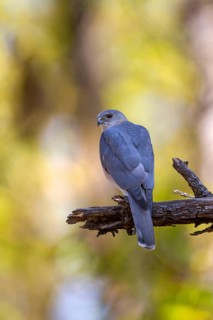 Shikra