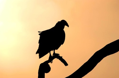 Black Vulture