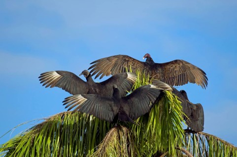Adult specimens of American black vulture