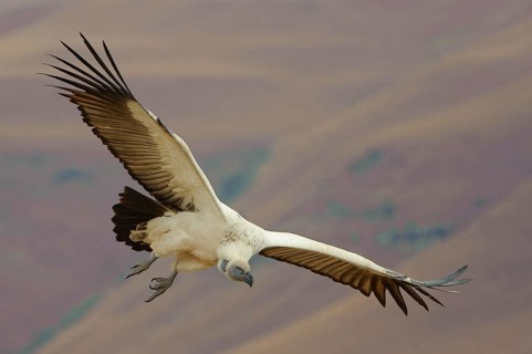 Cape griffon