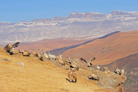 Cape griffon