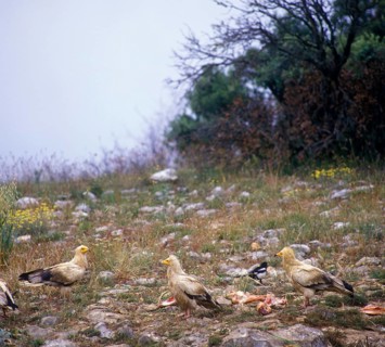 Egyptian vulture