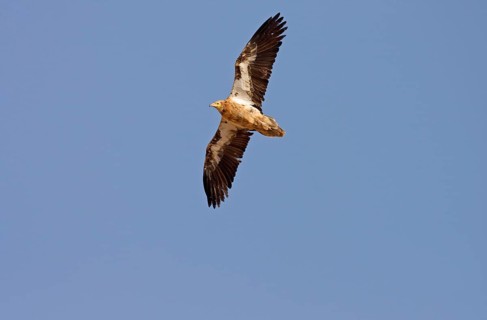 Canary Egyptian Vulture