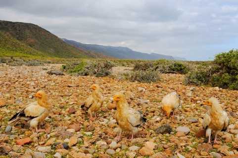 Egyptian vulture