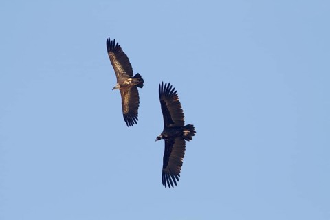 Cinereous vulture