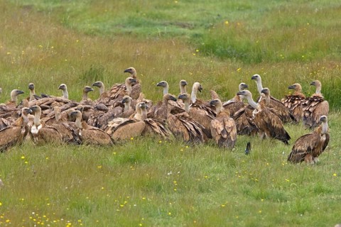 Adult griffon vulture
