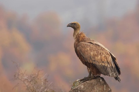 Eurasian griffon vulture
