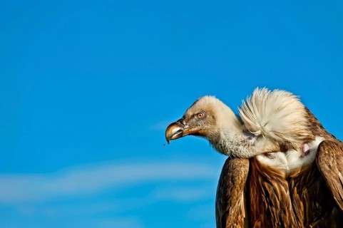 Griffon vulture