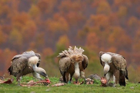 Eurasian griffon vulture