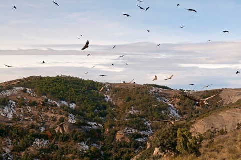 Flock of griffon vulture