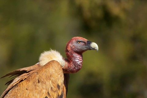 Adult griffon vulture