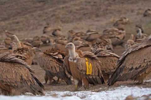 Eurasian Griffon Vulture