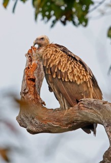 Himalayan griffon vulture