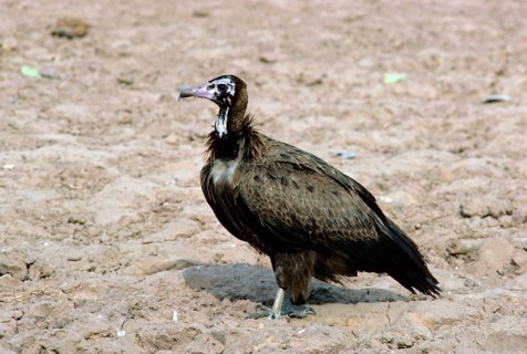 Black Vulture