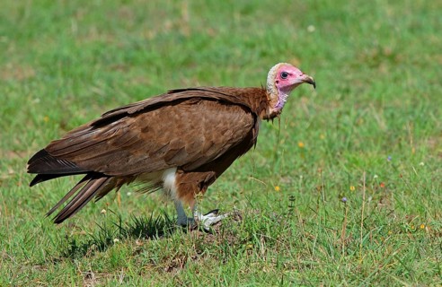 Hooded vulture
