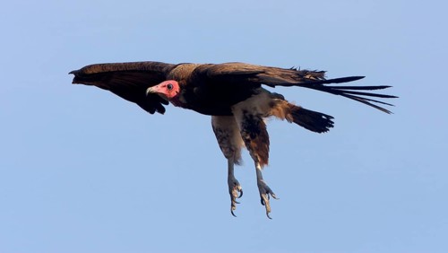 Hooded Vulture