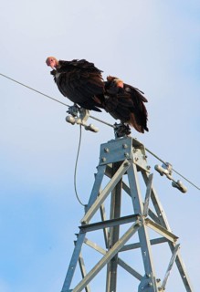 Hooded vulture