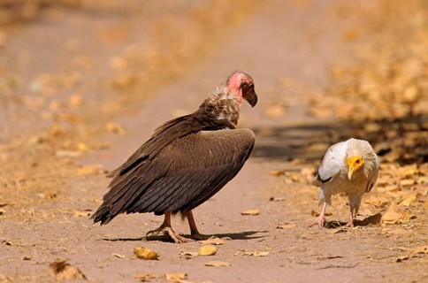 Red-headed Vulture