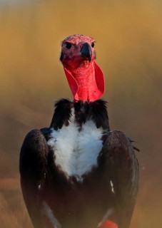 Red-headed vulture