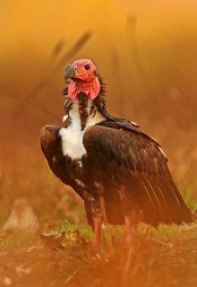 Red-headed vulture