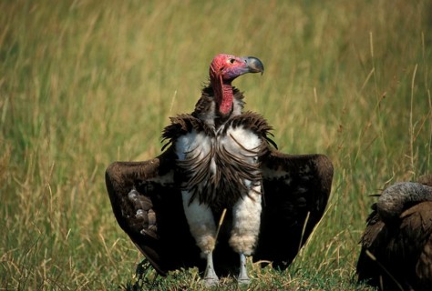 Nubian vulture