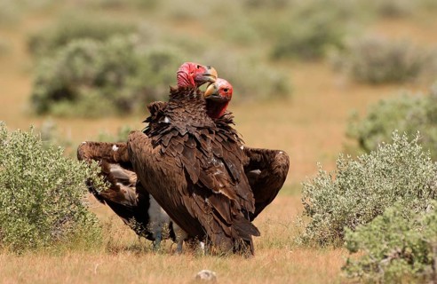 Nubian vulture