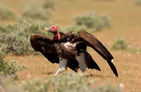 Nubian vulture
