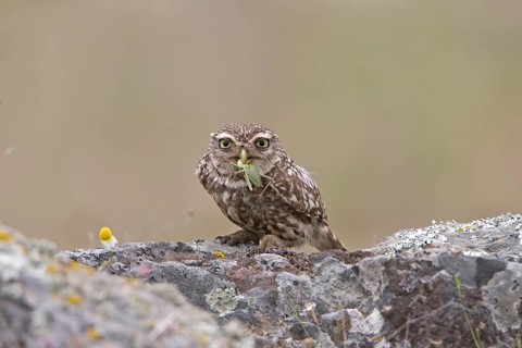 Little owl