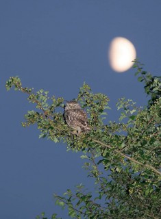 Little owl